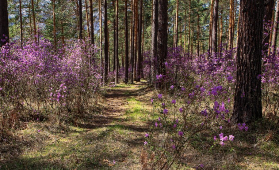 Багульник в Приморье