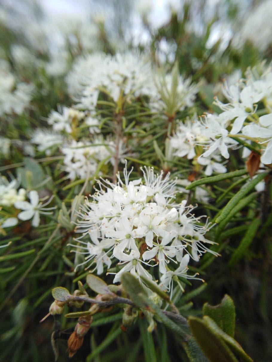 Цветение багульника в Забайкалье