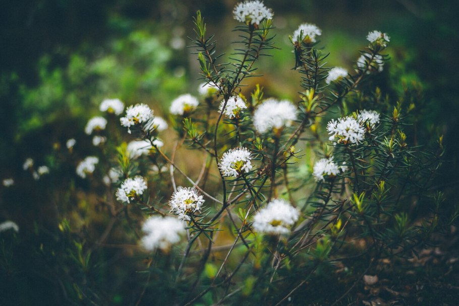 Багульник ареал