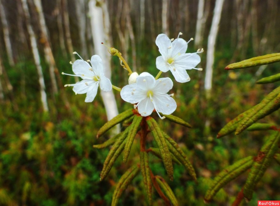Лес Забайкалья багульник
