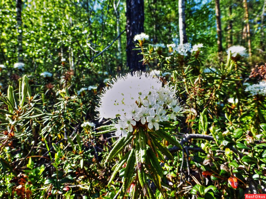 Лес Забайкалья багульник