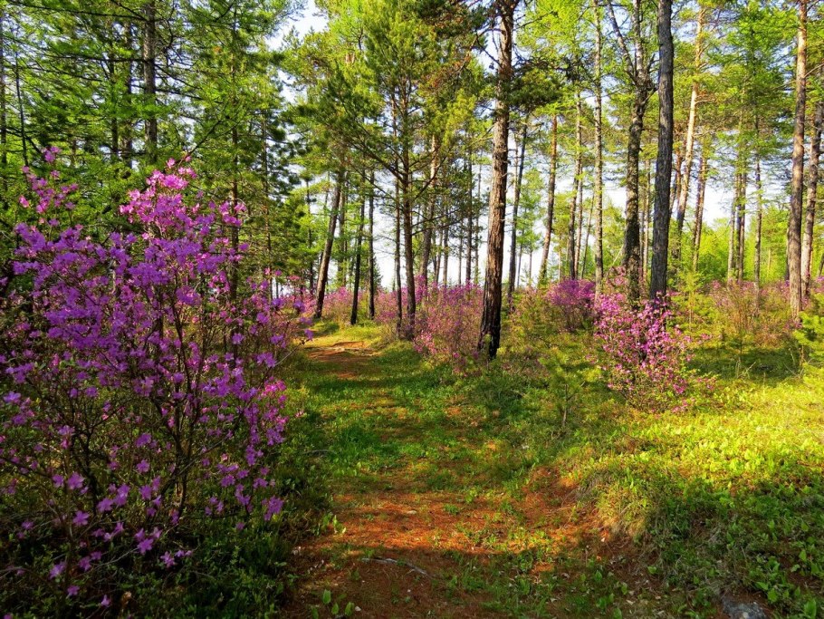 Багульник Забайкальский