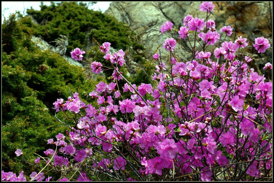 Багульник болотный розмарин Лесной