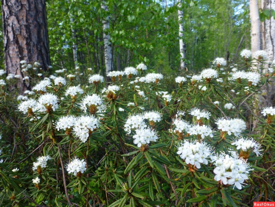Багульник Амурской области