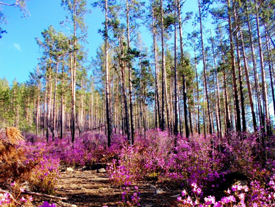 Цветы багульника болотного