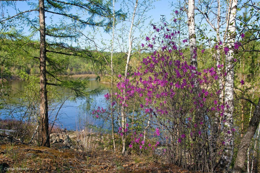 Багульник багульник