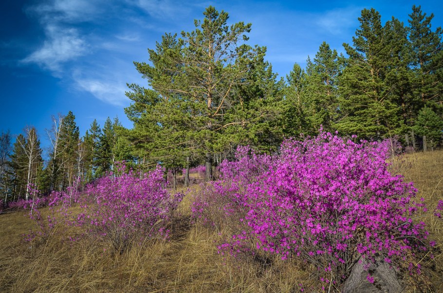 Багульник болотный Забайкальский