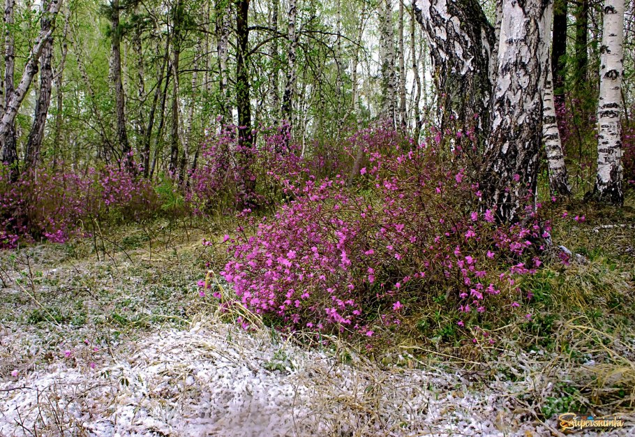 Багульник Забайкальский