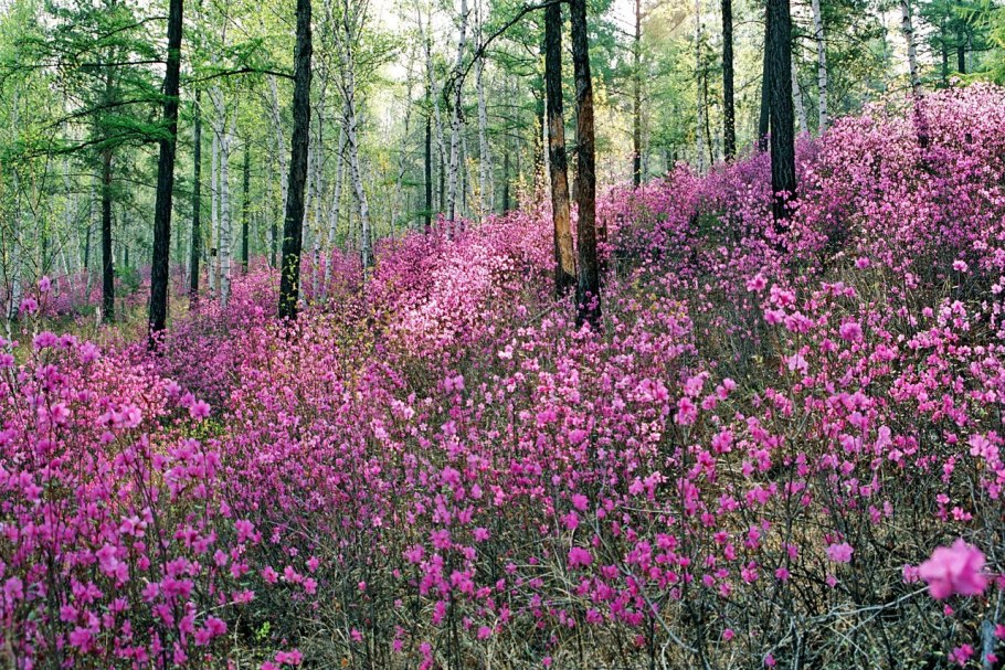 Рододендрон Даурский