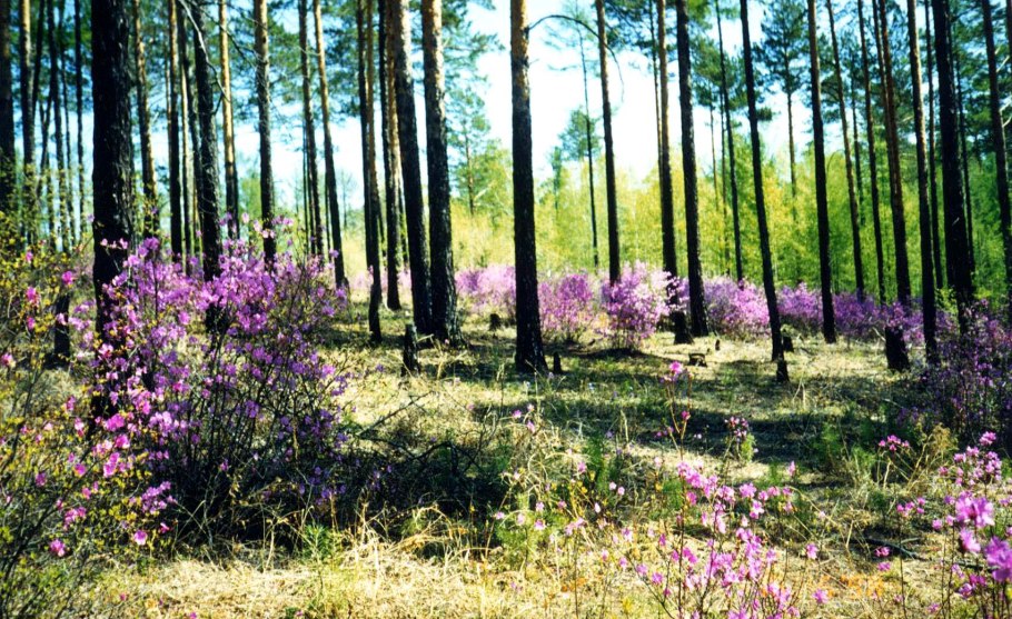Багульник болотный розмарин Лесной