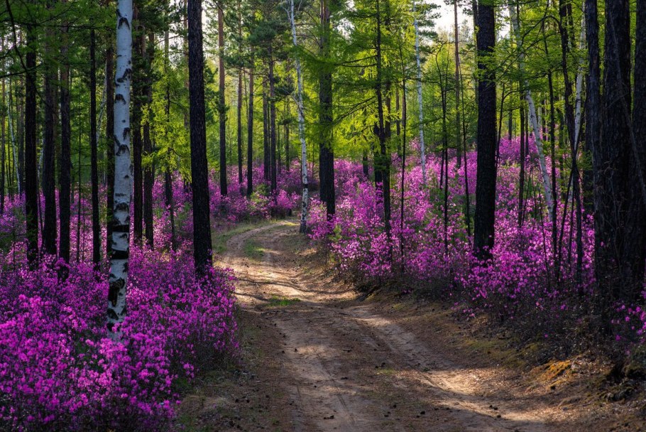 Рододендрон остроконечный