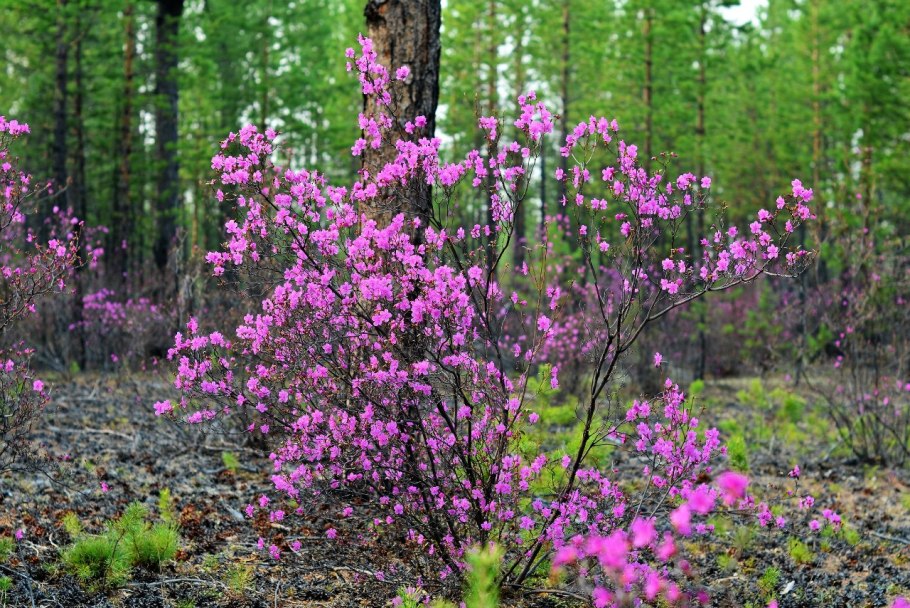 Рододендрон Даурский