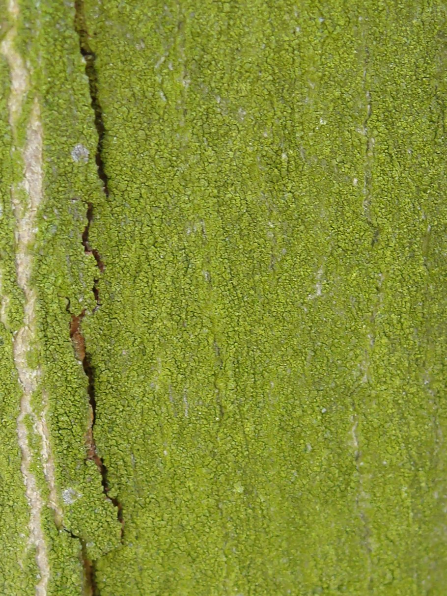 Кора тропического дерева