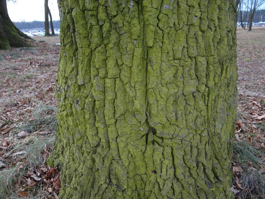 Pleurococcus vulgaris