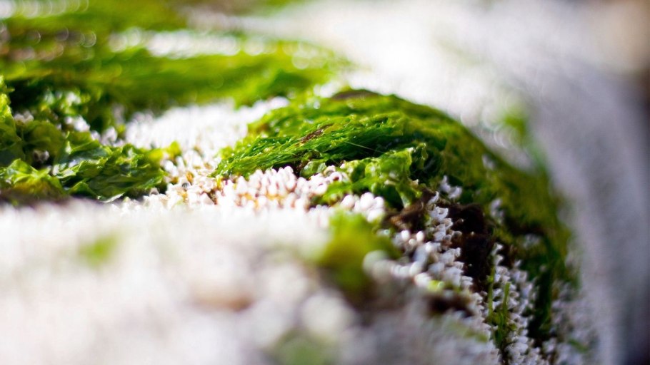 Свисающие водоросли