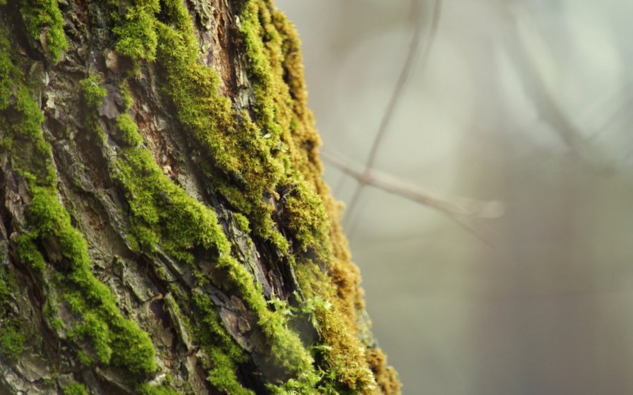 Водоросли на коре деревьев