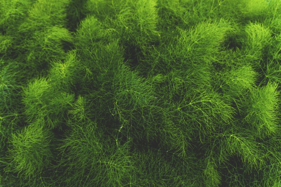 Желто-зеленые водоросли в почве