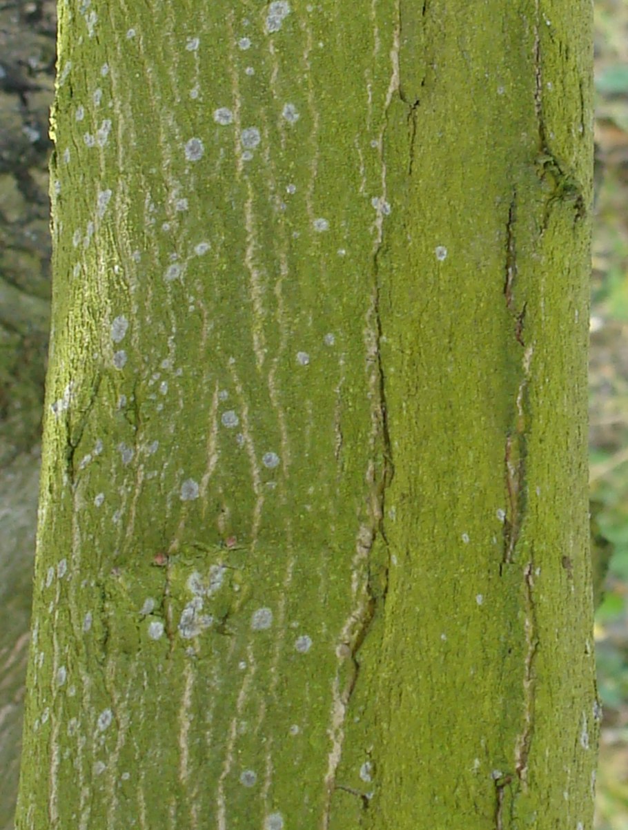 Плеврококк водоросль