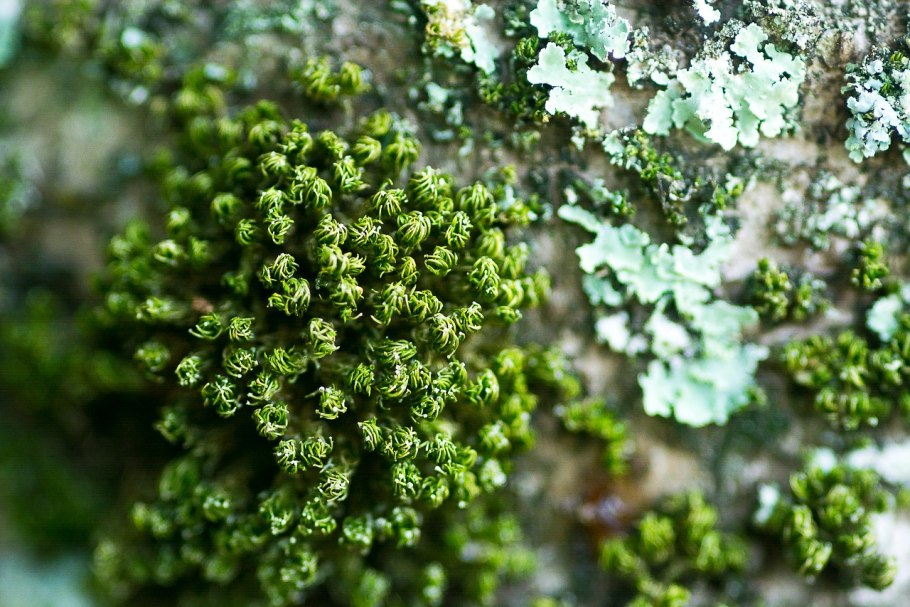 Мох Боливия