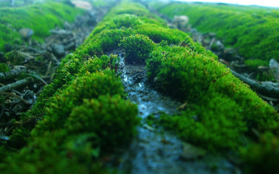 Мхи бриофиты