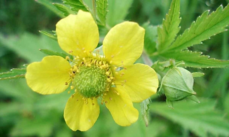 Гравилат городской (Geum urbanum)