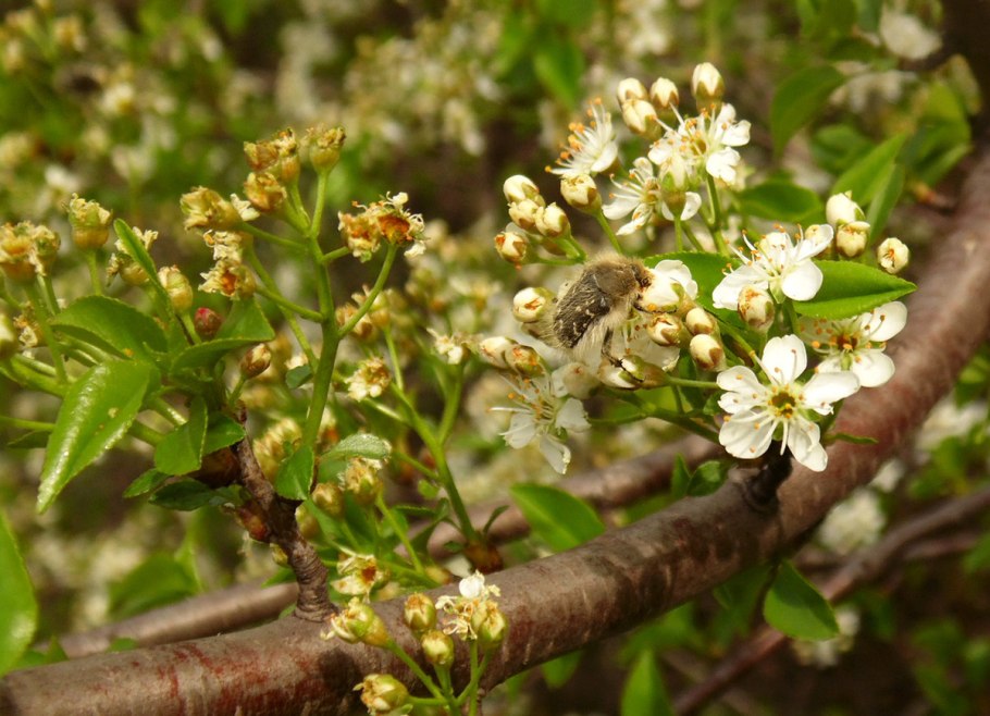 Земляника Лесная гербарий