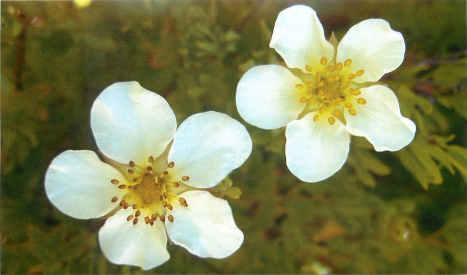 Покрытосеменные Розоцветные