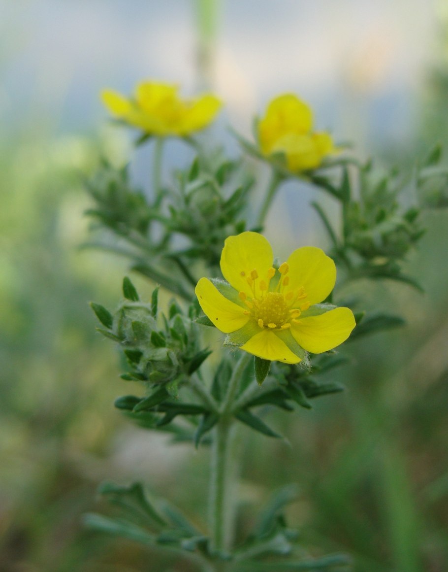 Розоцветные груша