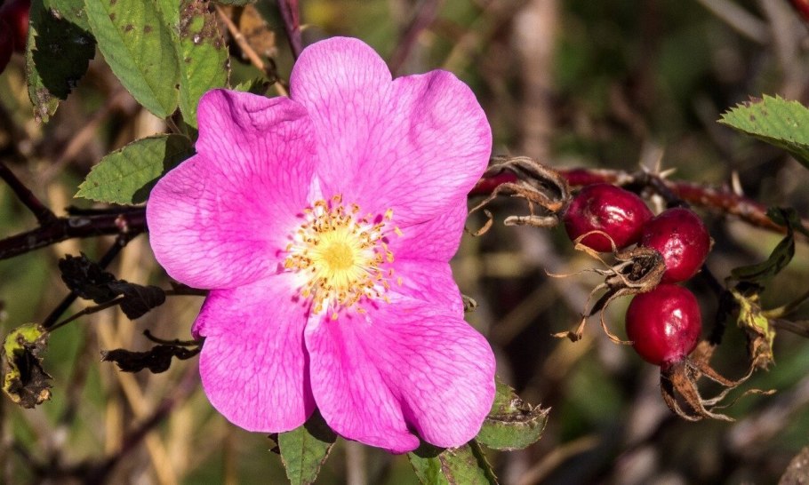 Растение махалеб