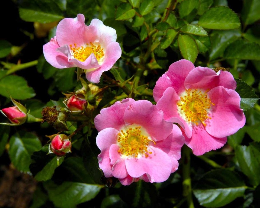 Курильский чай (лапчатка)