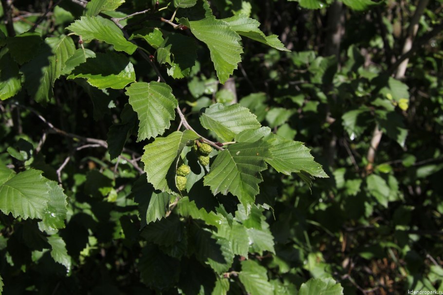 Ольха японская (Alnus japonica)