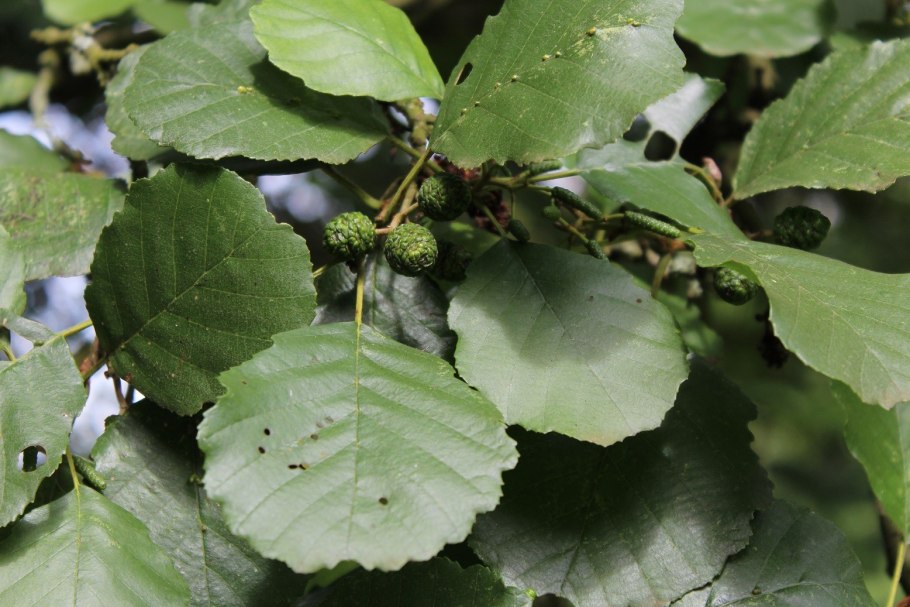Ольха серая Alnus incana