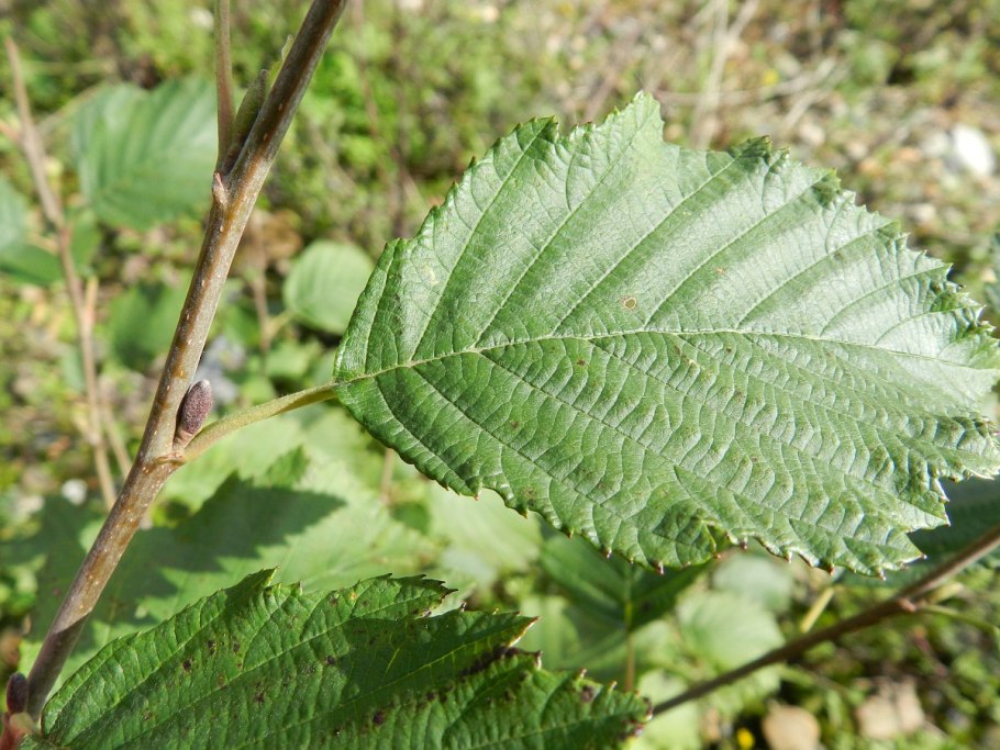 Alnus glutinosa (ольха европейская)