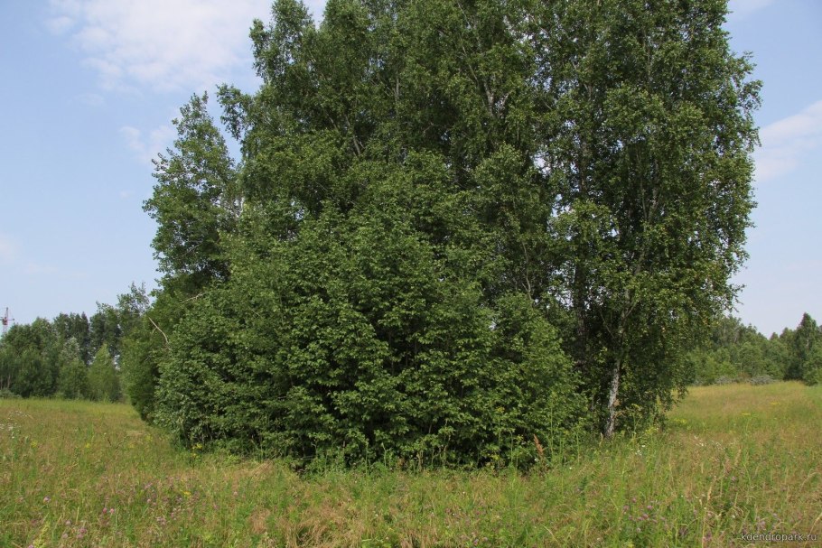 Ольха серая Alnus incana