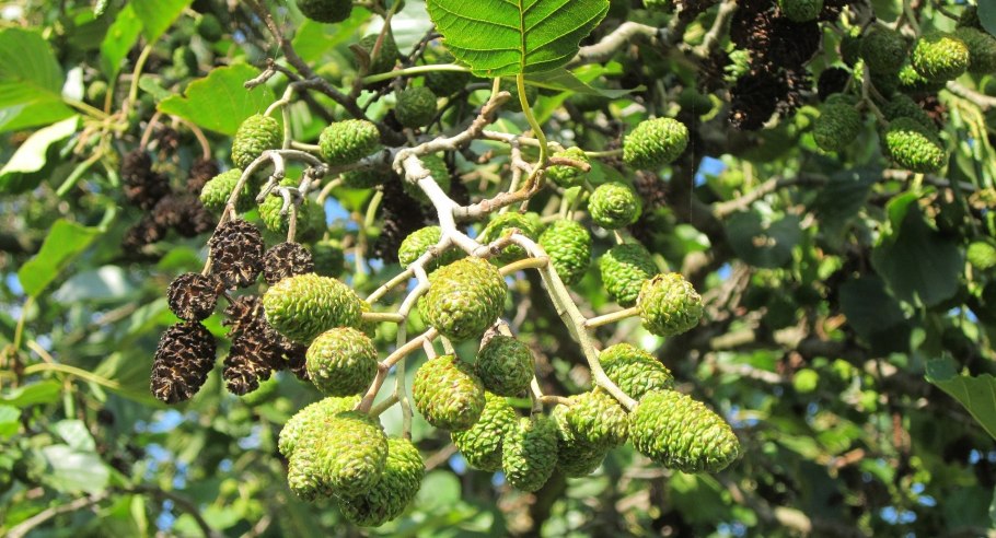 Ольха серая, или ольха белая (Alnus incana)