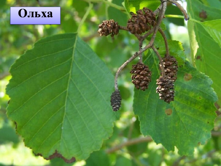Ольха клейкая — Alnus glutinosa (l.) Gaertn.