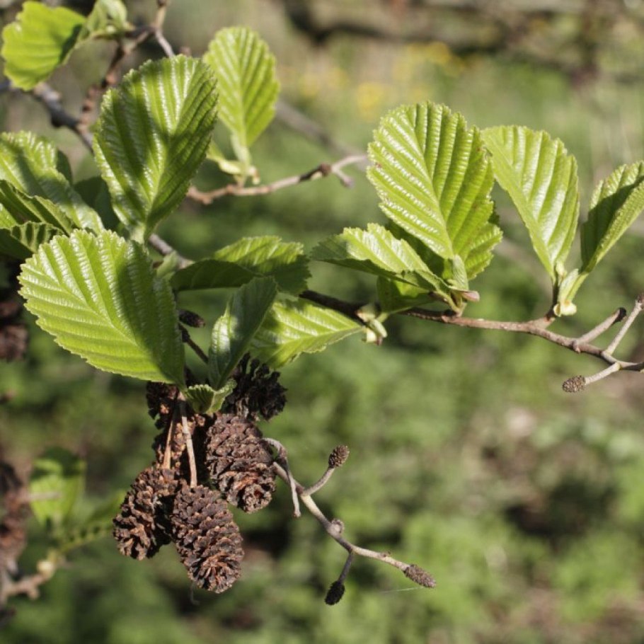 Ольха серая - Alnus incana (l