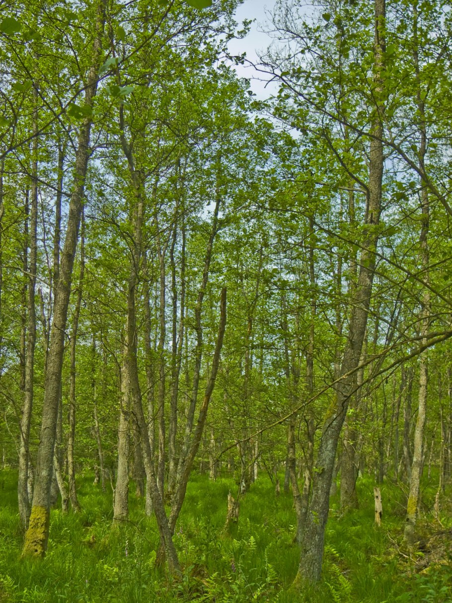 Ольха черная Alnus glutinosa 'Aurea' зимой
