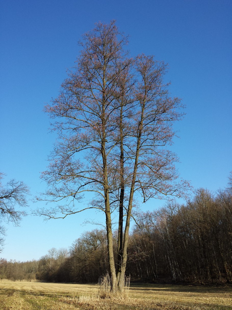 Ольха серая Пирамидалис (Alnus incana pyramidalis)