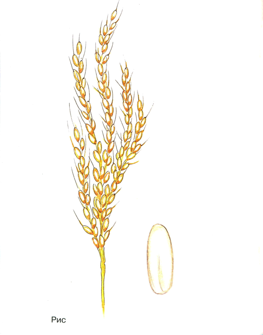 Овес посевной (Avena Sativa)