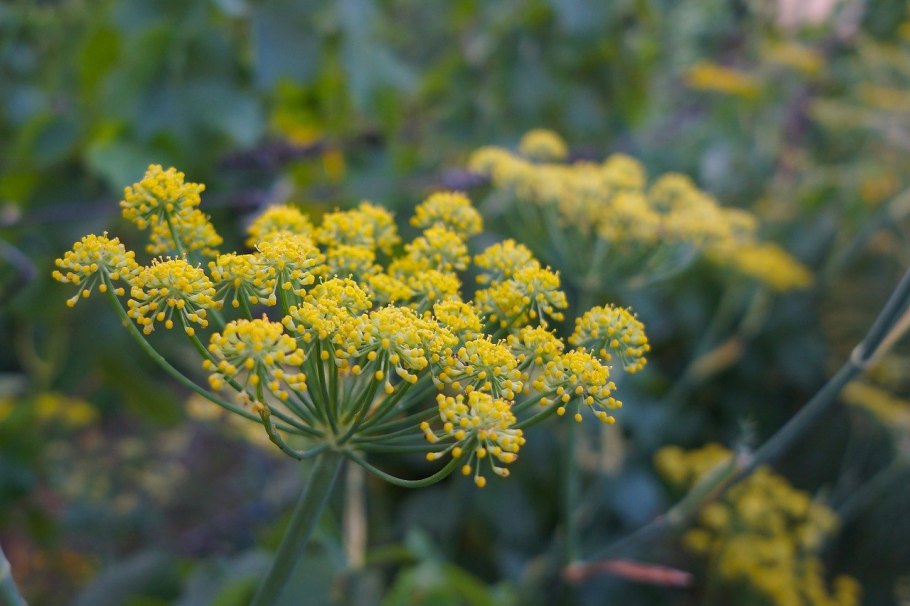 Фенхель. Foeniculum vulgare