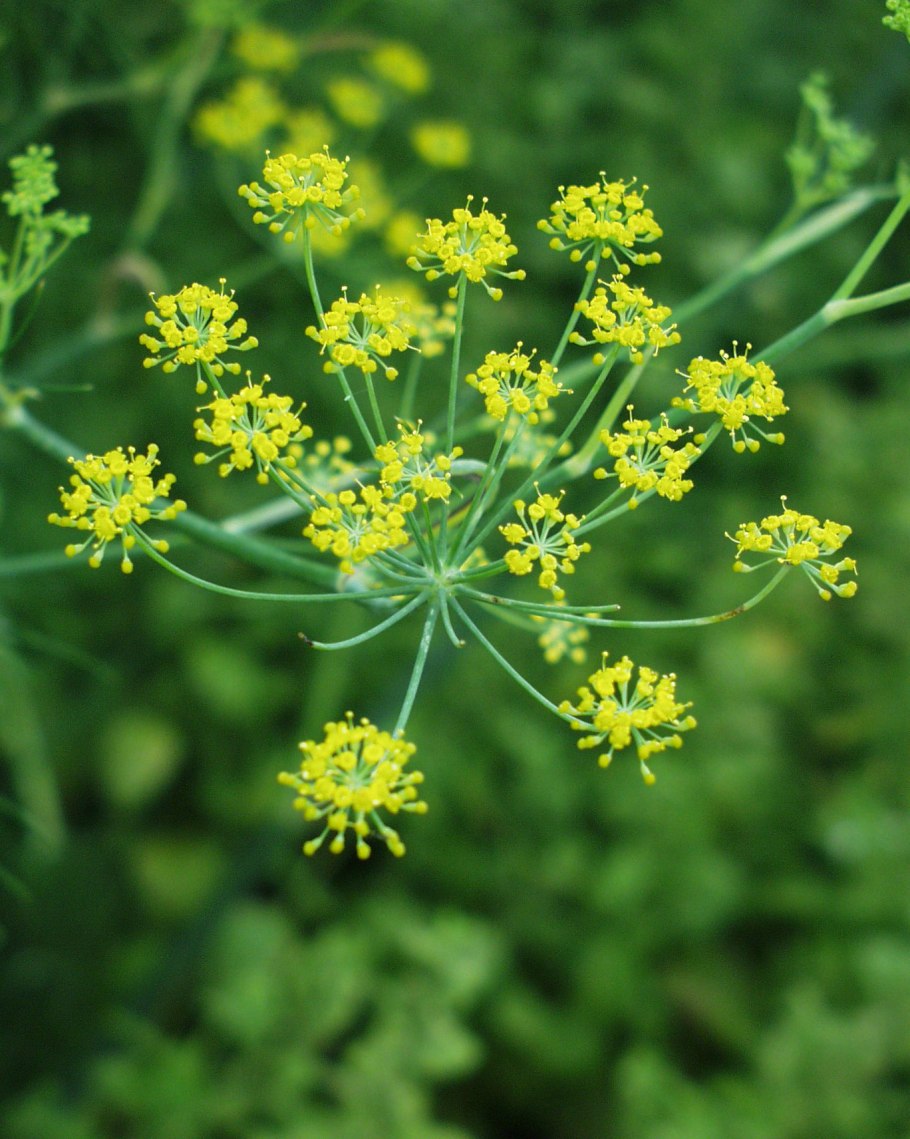 Фенхель обыкновенный Foeniculum vulgare