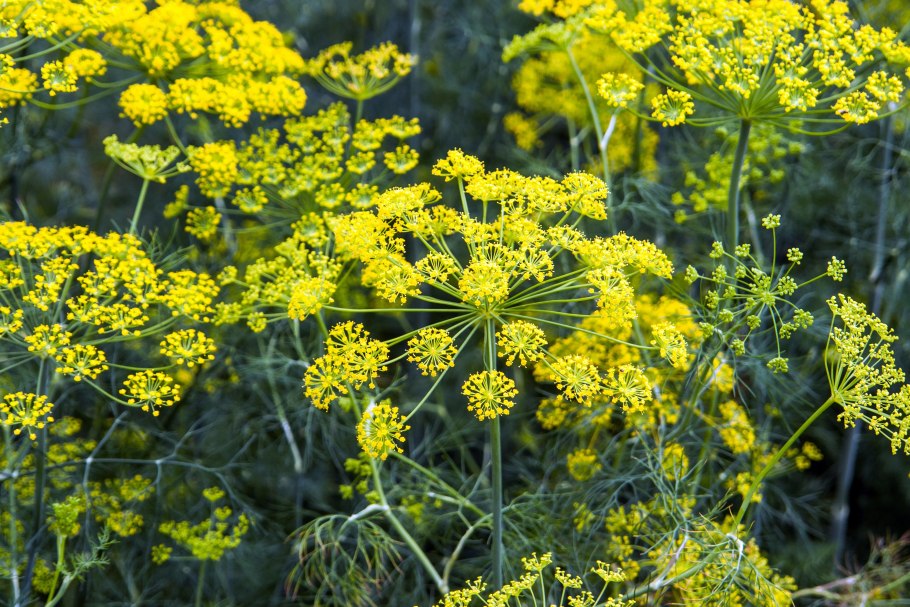 Фенхель. Foeniculum vulgare