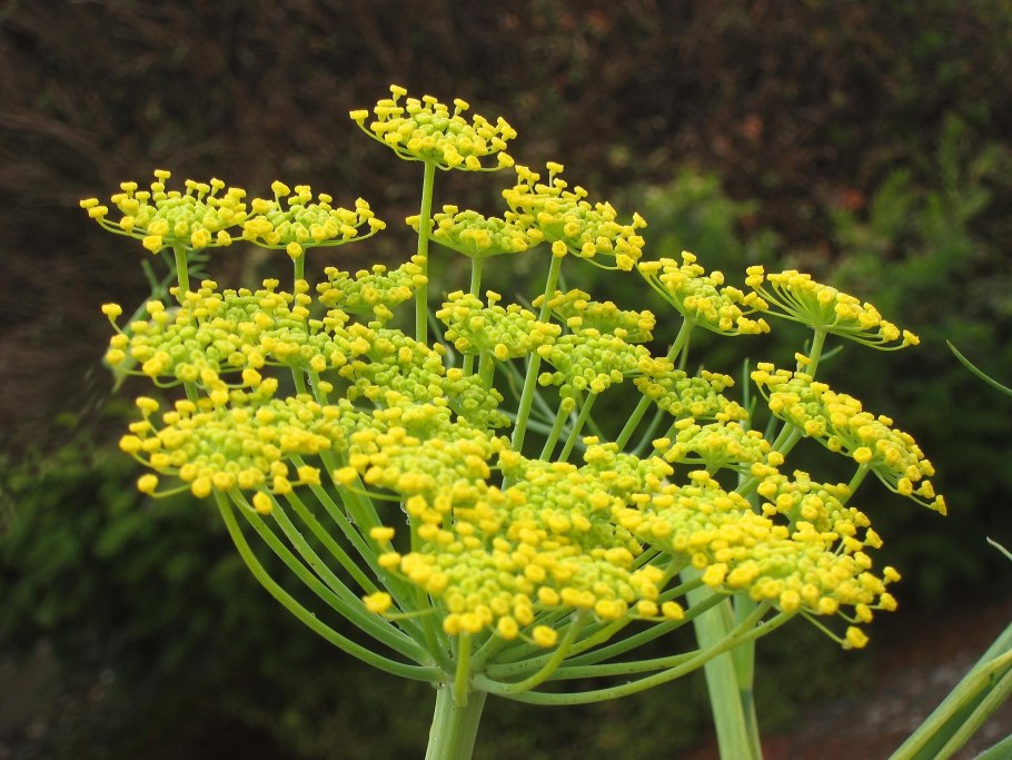 Foeniculum vulgare Mill.