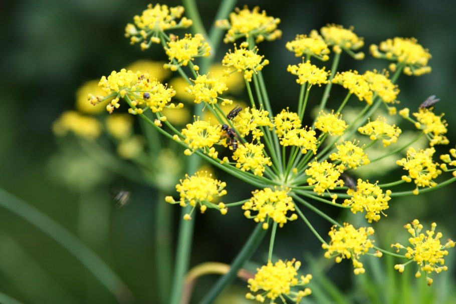 Фенхель обыкновенный Foeniculum vulgare