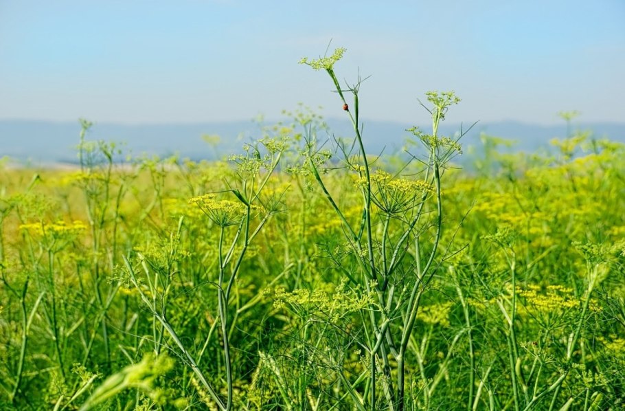 Фенхель (Foeniculum)
