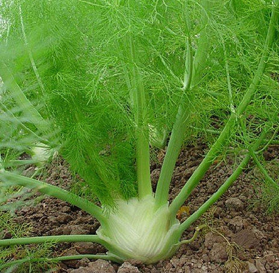 Фенхель. Foeniculum vulgare