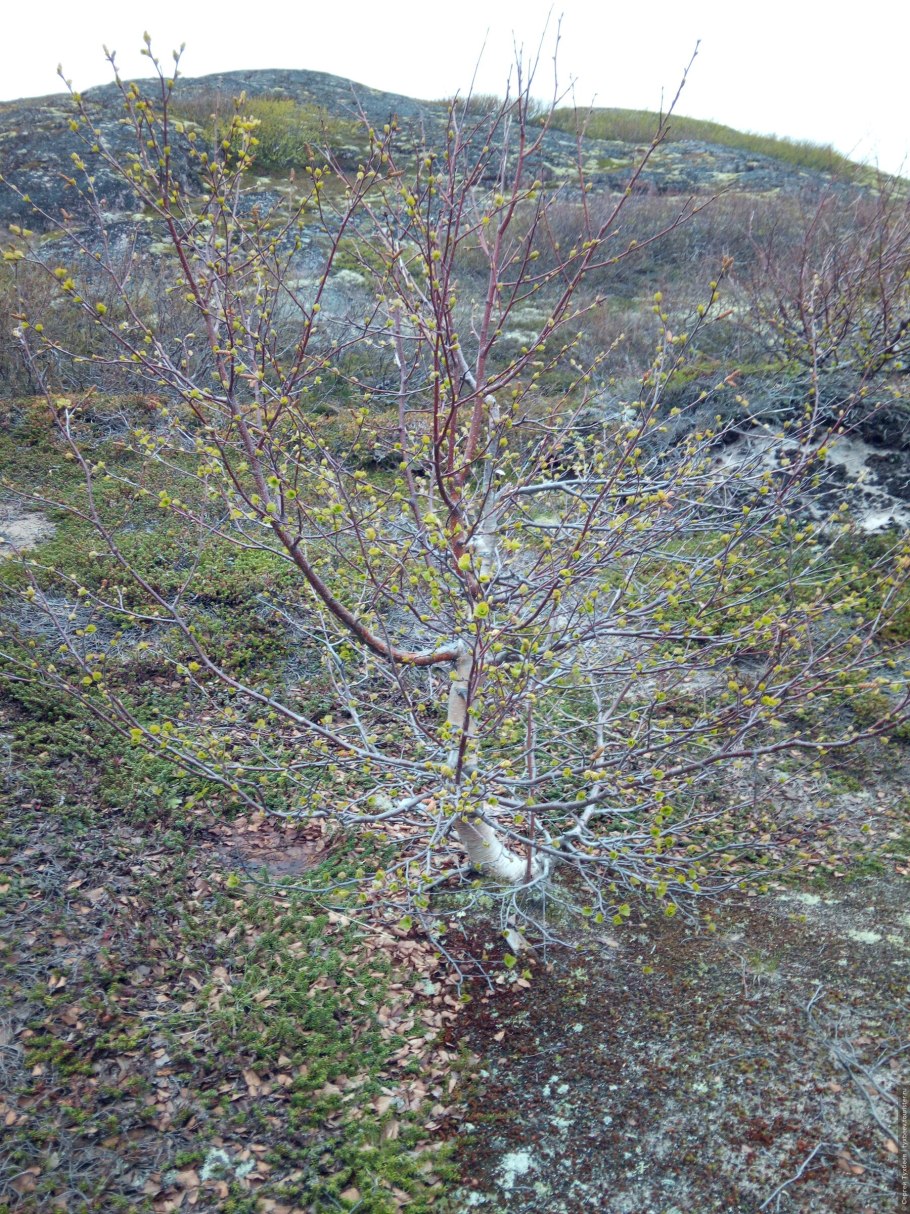 Береза карликовая зеленая