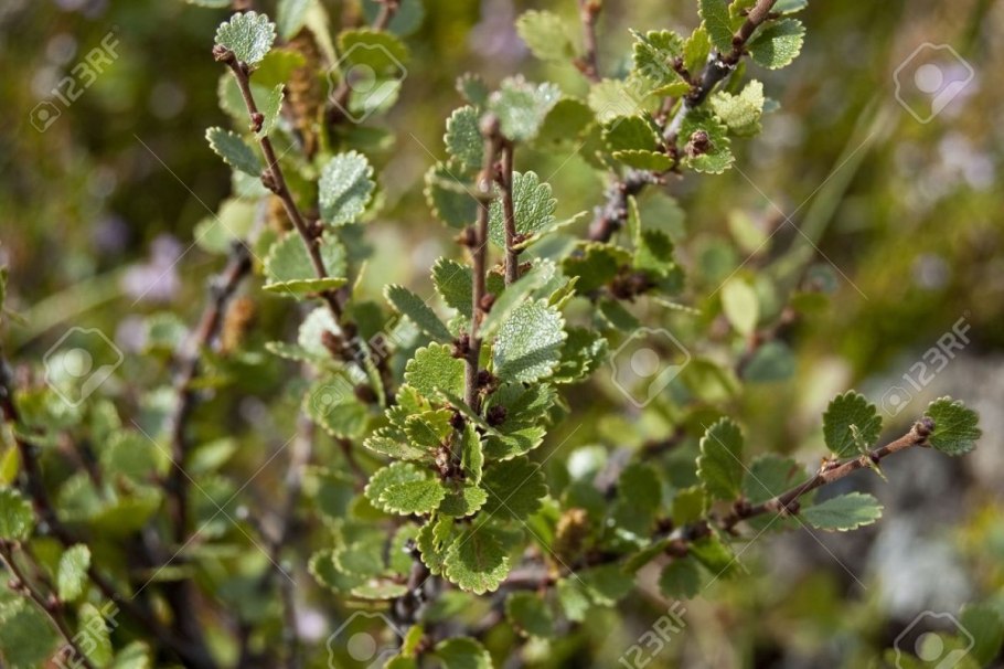 Береза Betula Nana Golden Treasure