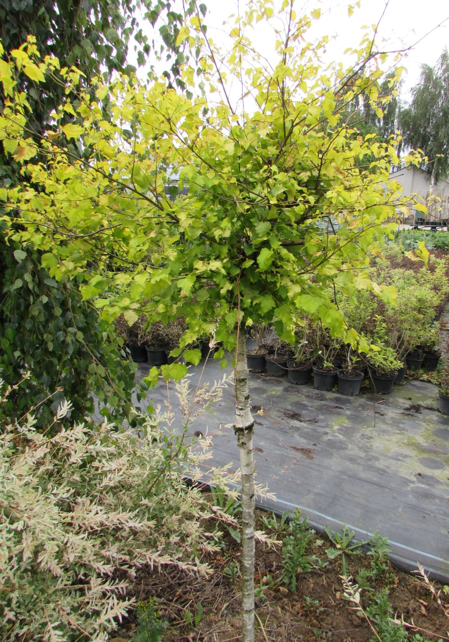 Карликовая береза Заполярья